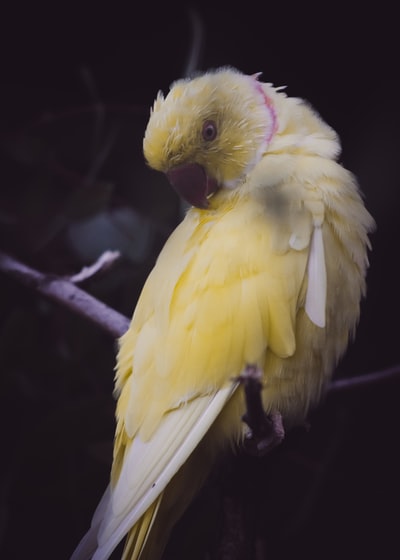 树枝上的黄鸟